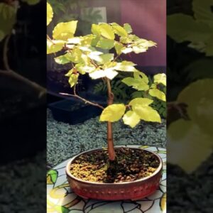 “Growing” Bonsai In A Pot