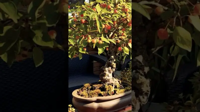 Growing Bonsai In The Ground