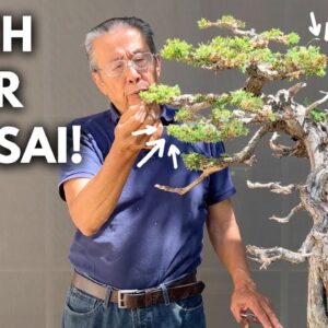 How I Make My Bonsai Look Good All the Time