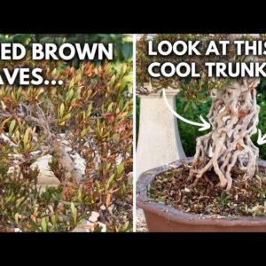 How I Saved & Restored This Sunburnt Azalea Bonsai