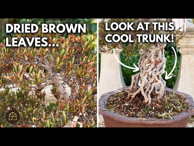 How I Saved & Restored This Sunburnt Azalea Bonsai