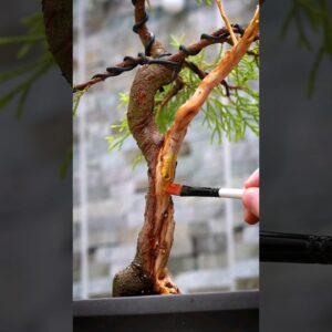 How To Apply Lime Sulphur to Your Bonsai Trees