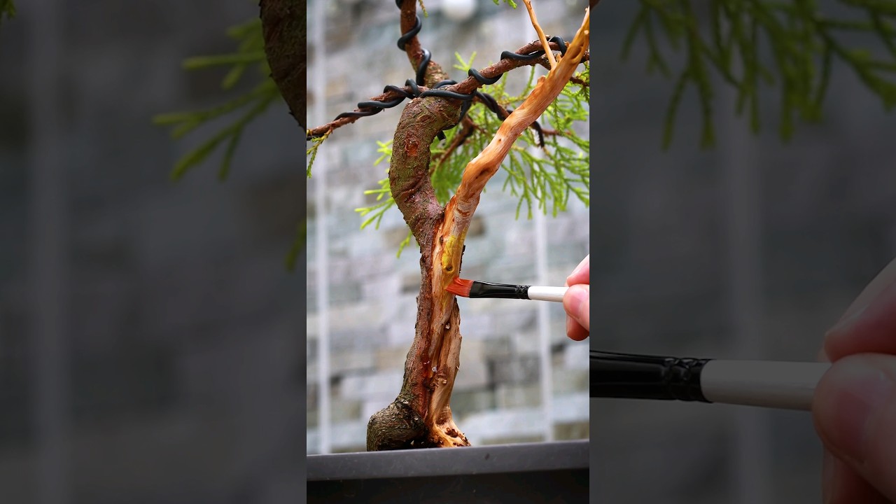 How To Apply Lime Sulphur to Your Bonsai Trees