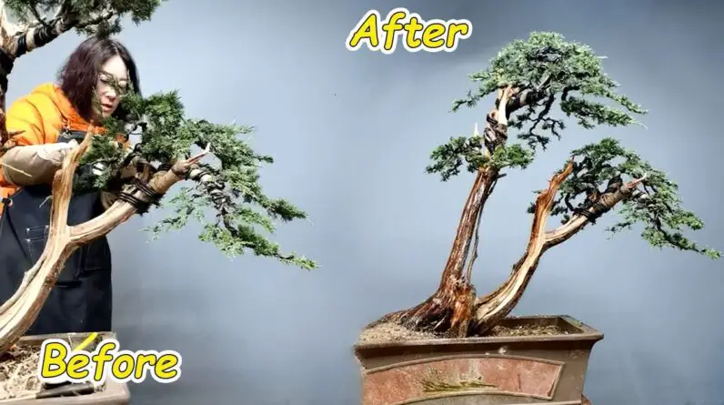 How to bend a bonsai - great bonsai bending skills #243