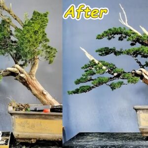 How to bend a bonsai - great bonsai bending skills #246 #lovebonsai #bonsai