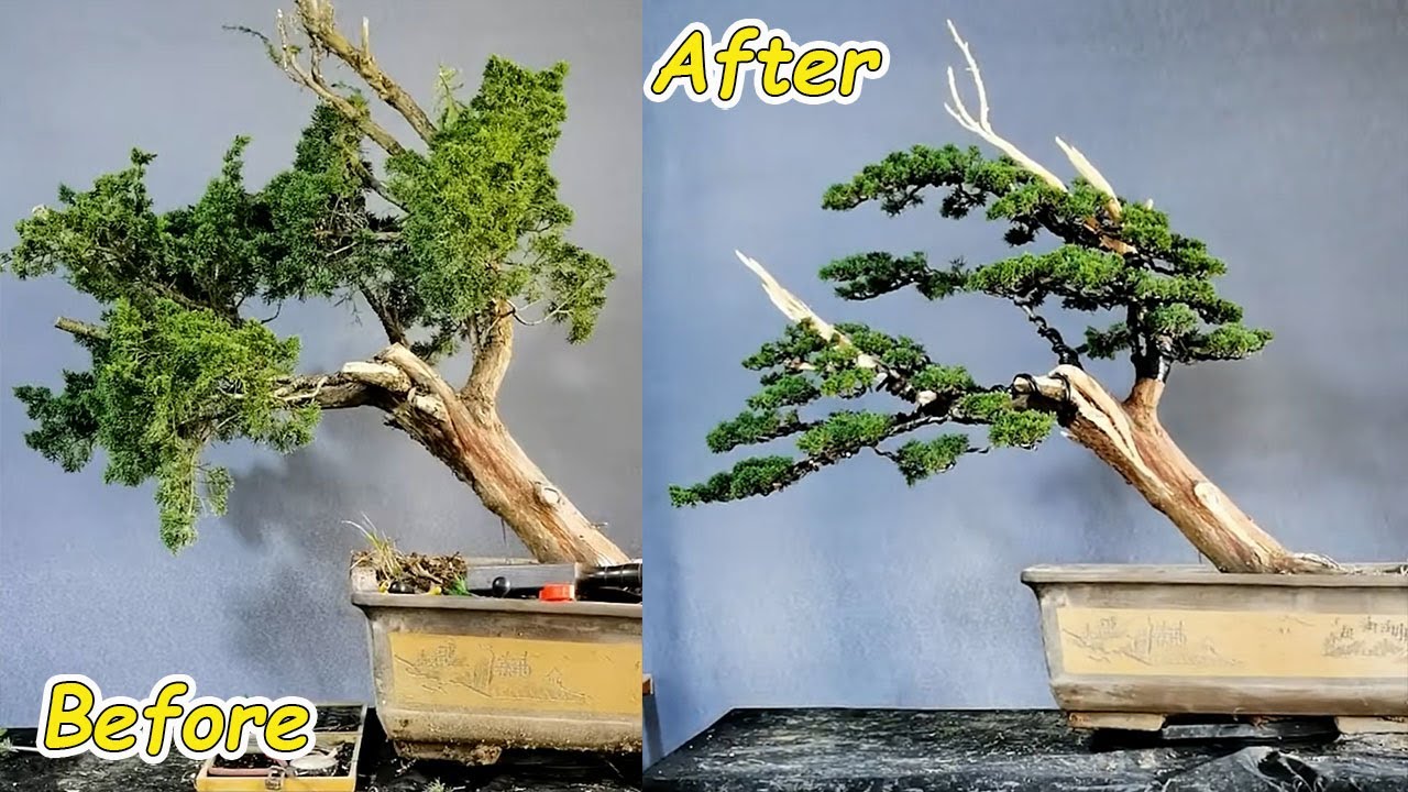 How to bend a bonsai - great bonsai bending skills #246 #lovebonsai #bonsai