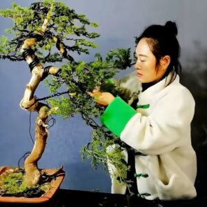 How to bend a bonsai - great bonsai bending skills #248