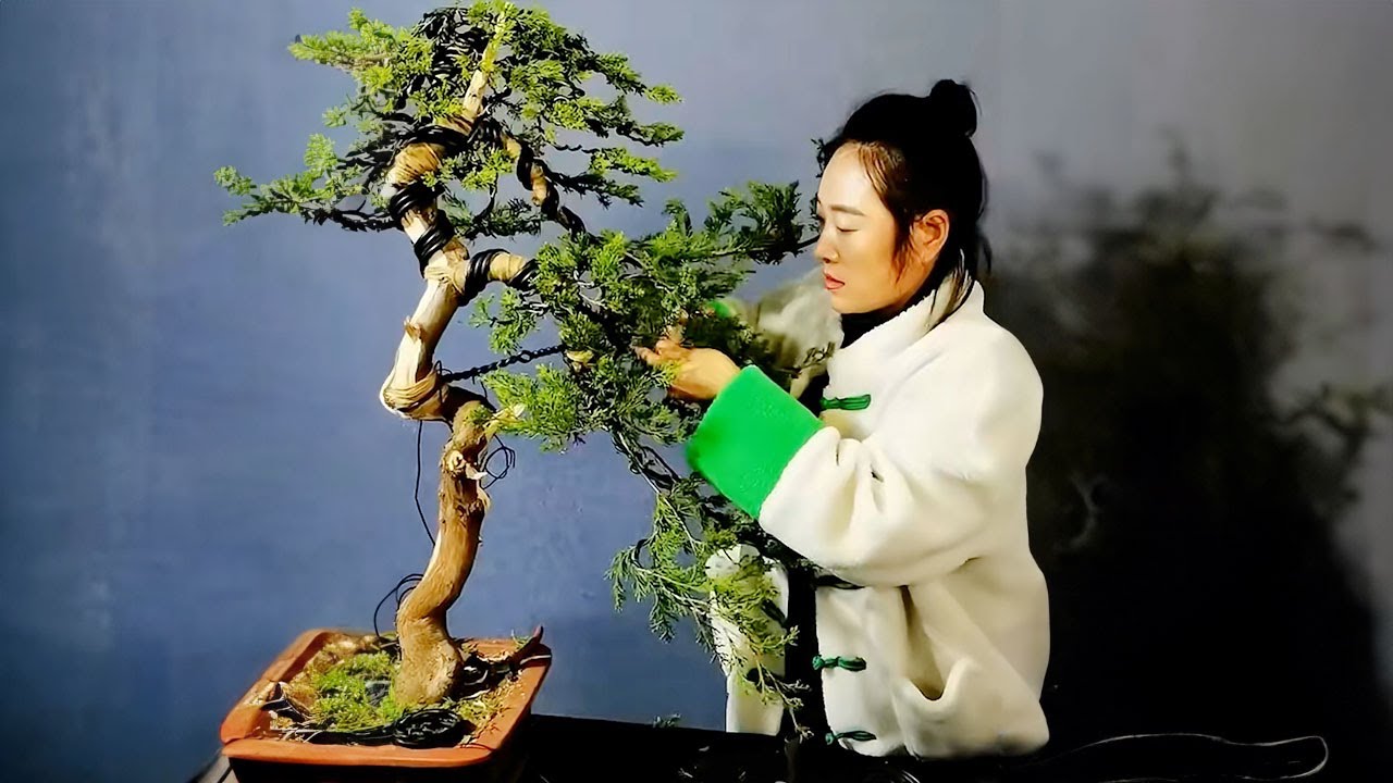 How to bend a bonsai - great bonsai bending skills #248