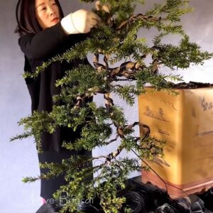 How to bend a bonsai - great bonsai bending skills #249