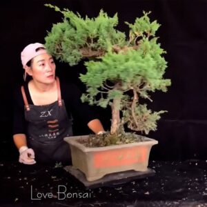 How to bend a bonsai - great bonsai bending skills #250