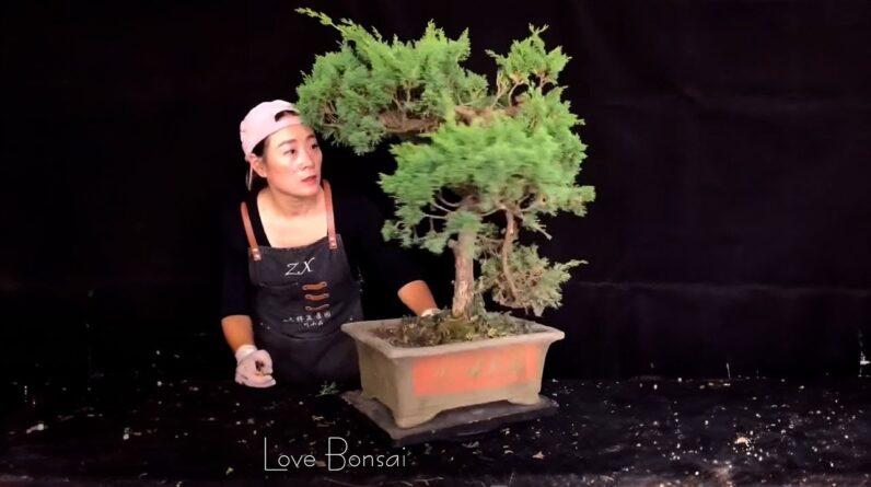 How to bend a bonsai - great bonsai bending skills #250