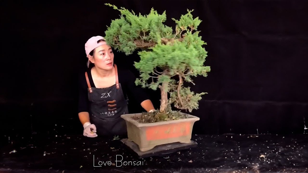 How to bend a bonsai - great bonsai bending skills #250