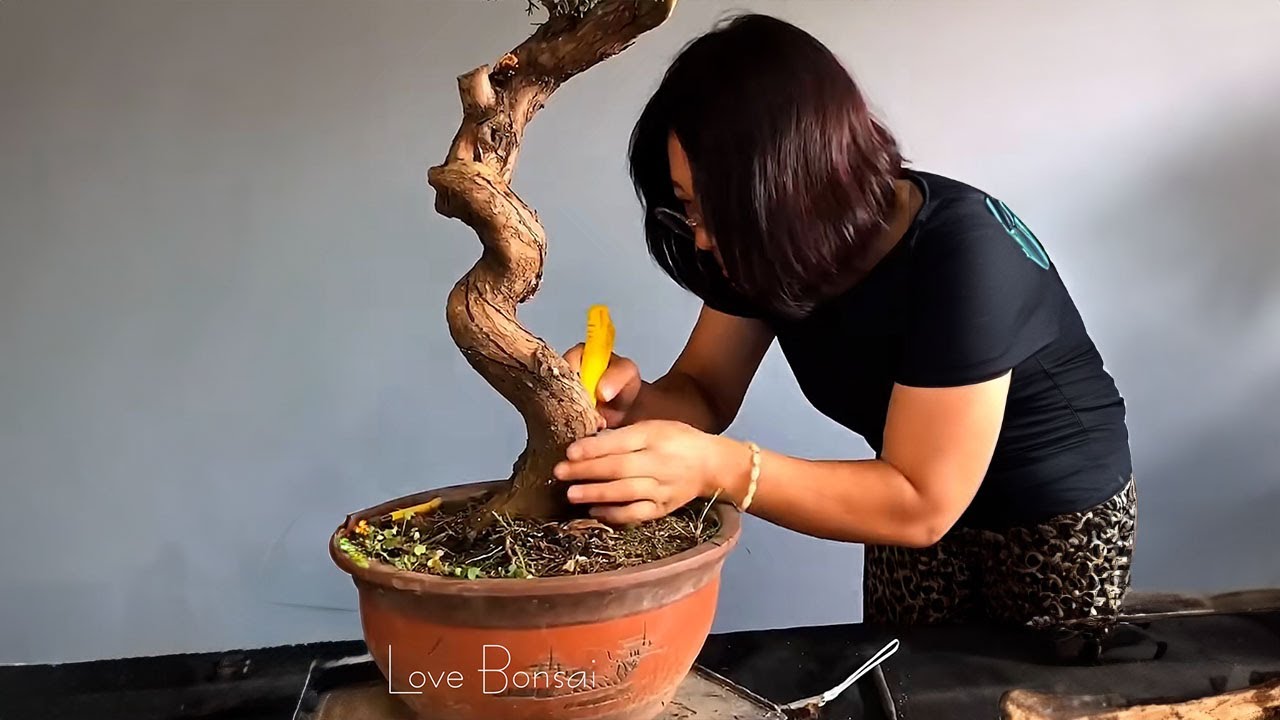 How to bend a bonsai - great bonsai bending skills #252