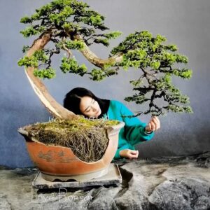 How to bend a bonsai - great bonsai bending skills #253