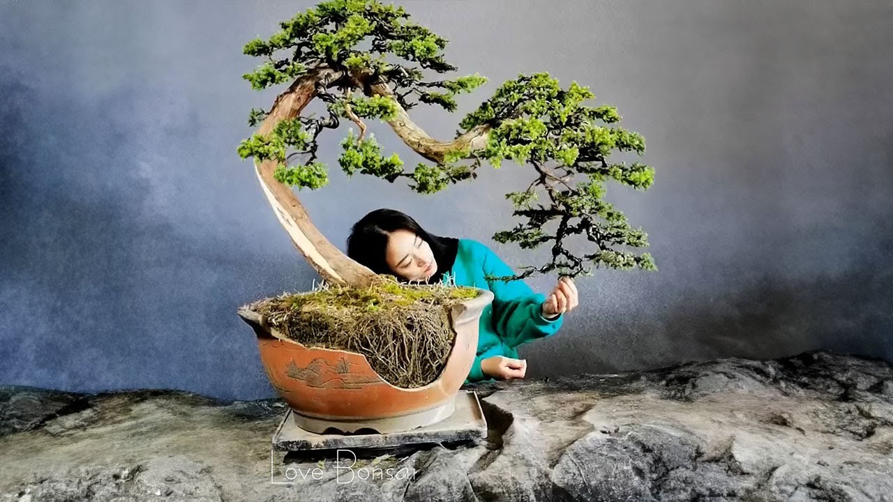 How to bend a bonsai - great bonsai bending skills #253