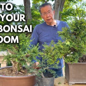 How to Create Chinese Elm Bonsai: 3 Sizes & Styles