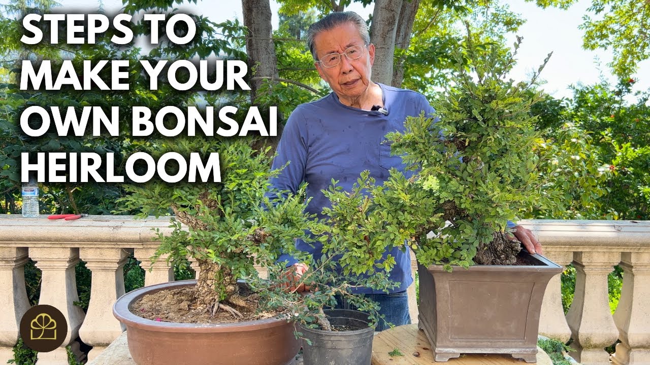 How to Create Chinese Elm Bonsai: 3 Sizes & Styles