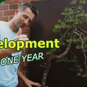 How to Develop Pine Bonsai? (One full development year)