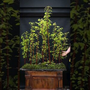 How to Make a Giant Bonsai Forest