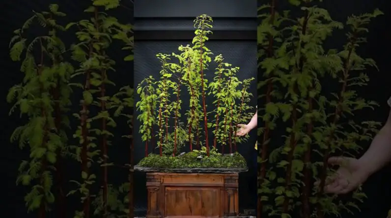 How to Make a Giant Bonsai Forest