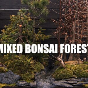 How to make a Mixed Bonsai Forest with a Waterfall