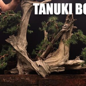 How To Make A Tanuki Bonsai