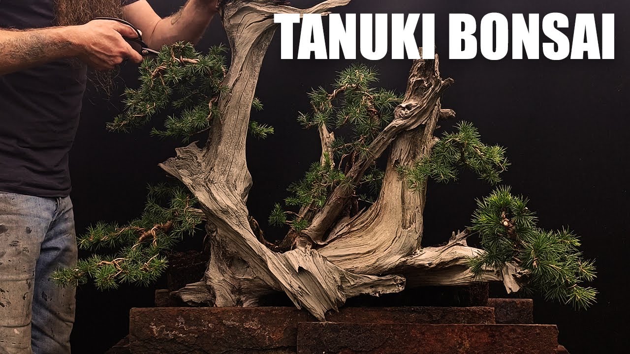 How To Make A Tanuki Bonsai