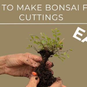 How to Make Bonsai From Cuttings - Easy