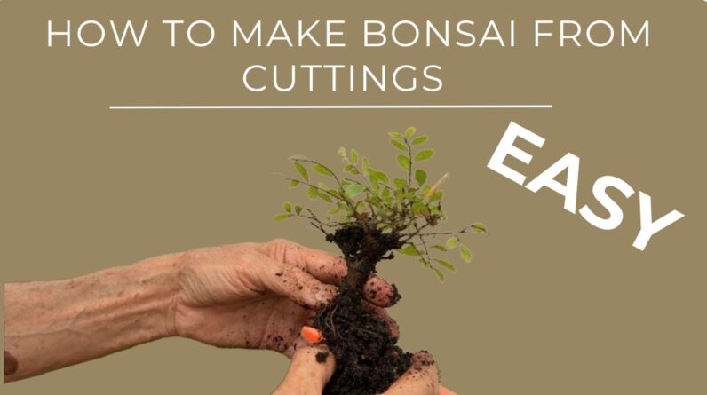 How to Make Bonsai From Cuttings - Easy