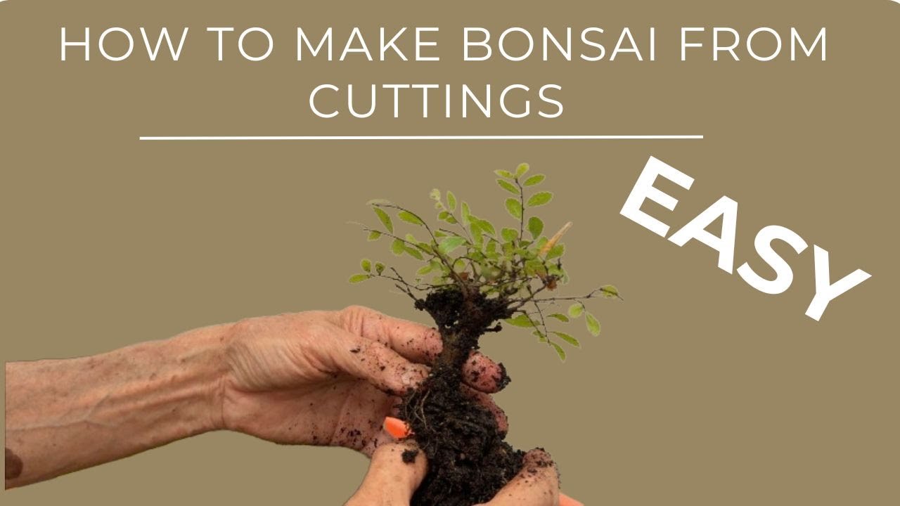 How to Make Bonsai From Cuttings - Easy