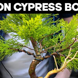 How To Make Bonsai from Lemon Cypress