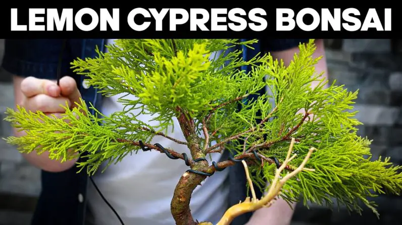 How To Make Bonsai from Lemon Cypress