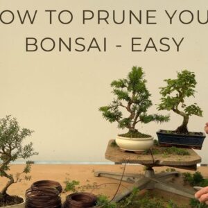 How to Prune Your Bonsai - Easy