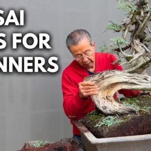 How to Start a Bonsai | Q&A