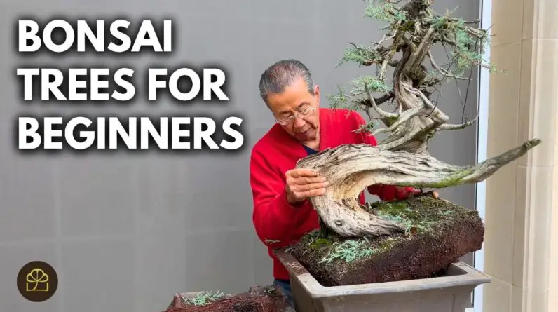 How to Start a Bonsai | Q&A