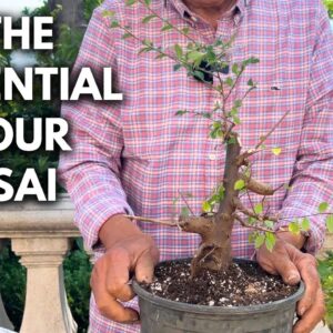 How to Start Maple & Elm Bonsai from Nursery Trees