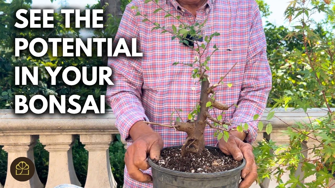 How to Start Maple & Elm Bonsai from Nursery Trees