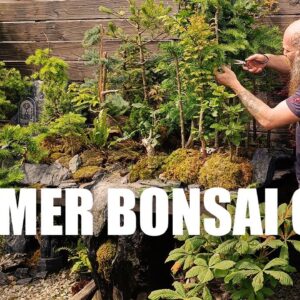 How to take care of your Bonsai trees in Summer