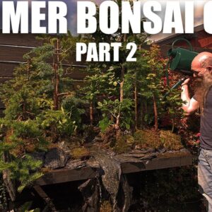 How to take care of your Bonsai trees in Summer (Part 2)