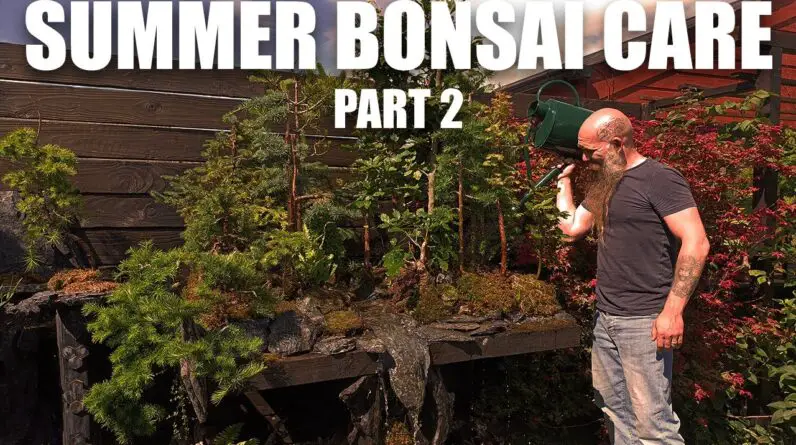 How to take care of your Bonsai trees in Summer (Part 2)