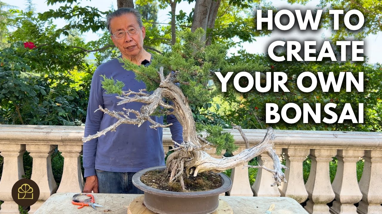 How to Turn a Garden Juniper into a Respectable Bonsai