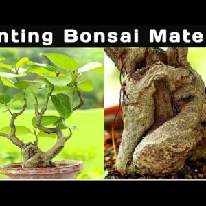 Hunt For The Perfect Bonsai Material