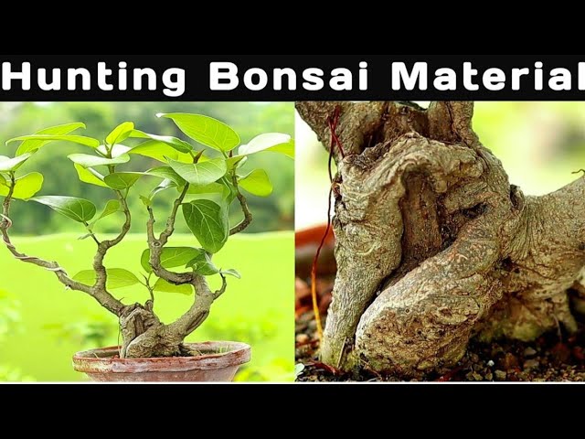 Hunt For The Perfect Bonsai Material