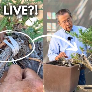 I Resuscitated an Almost Dead Bonsai