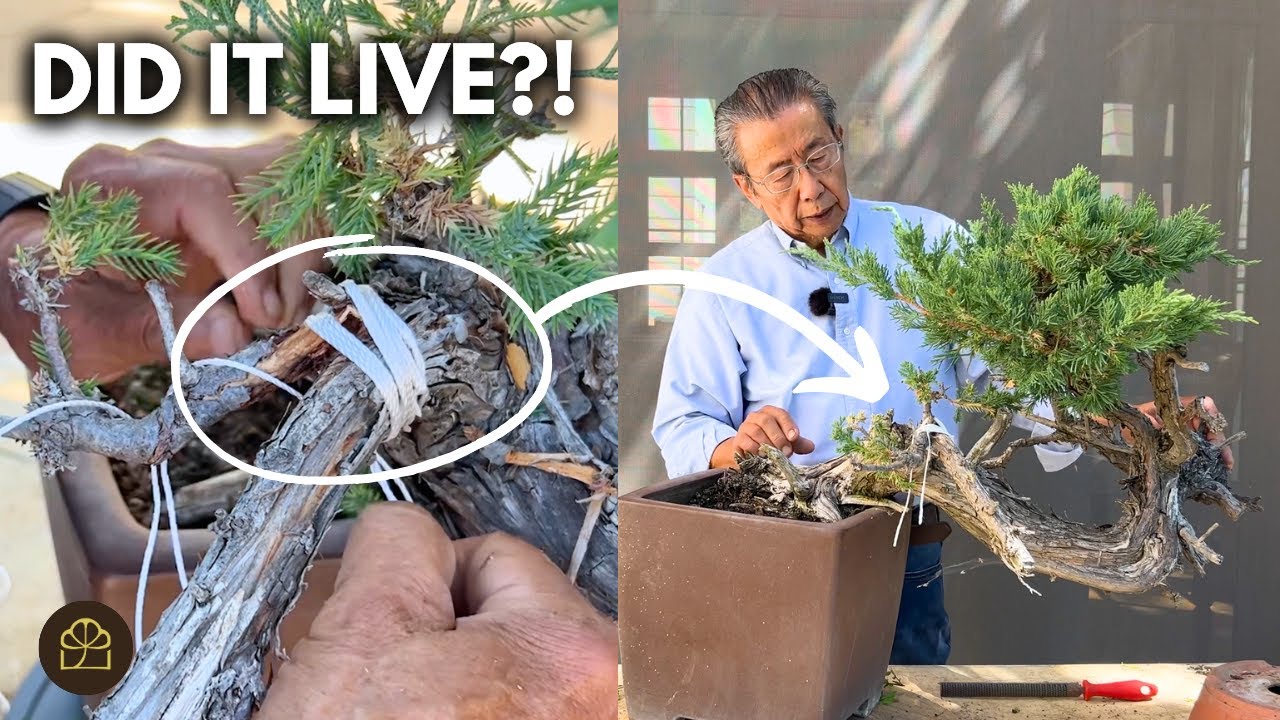 I Resuscitated an Almost Dead Bonsai