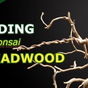 Improve Boring Bonsai Deadwood by Bending