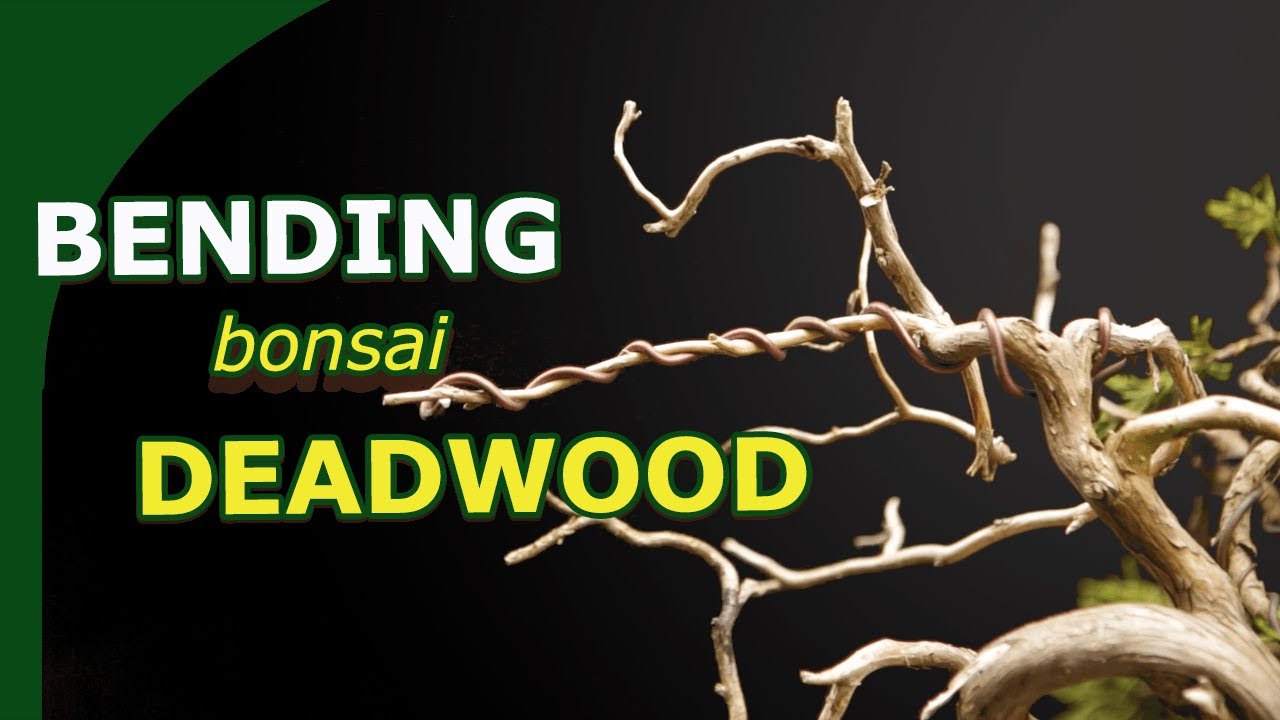 Improve Boring Bonsai Deadwood by Bending