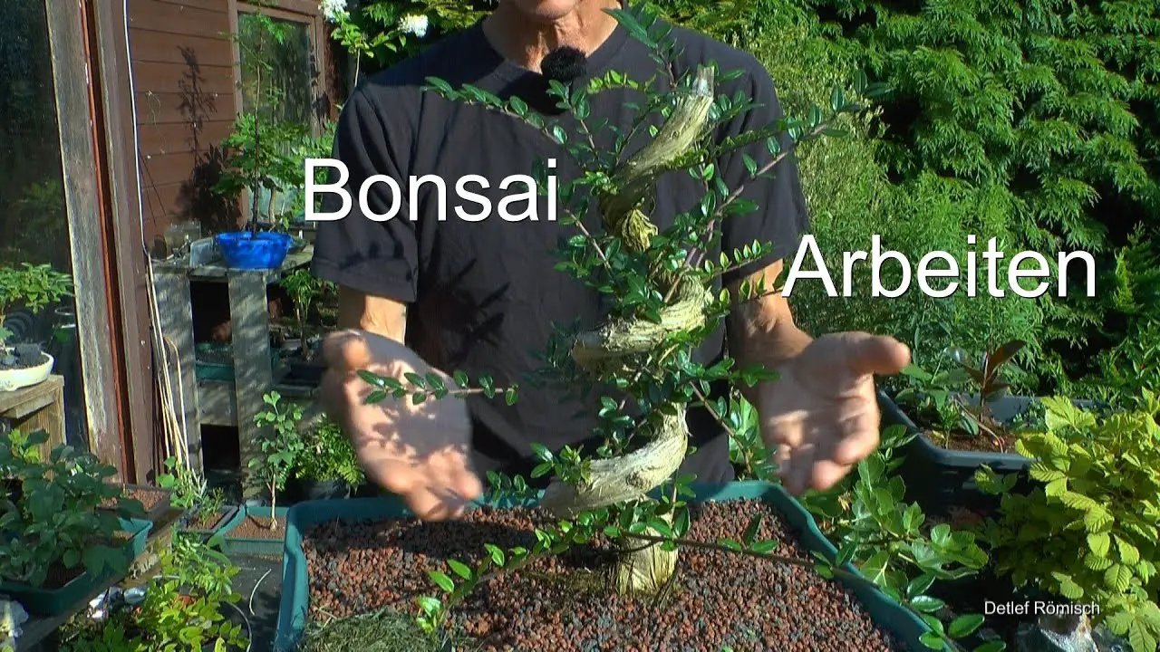 Bonsai Trees: A Special Focus on Lonicera Development and Maintenance