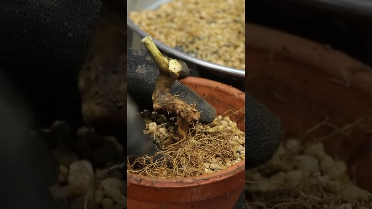 Working with root cuttings for creating bonsai trees. #bonsai #terryerasmusbonsai #bonsaistyling