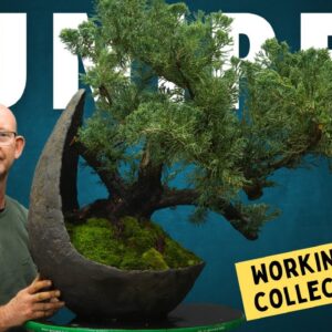 Juniper bonsai: Working with a collected tree